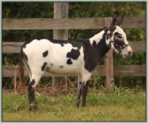 BAF Half Ass Acres Pow Wow, Champion High Point Halter Gelding of Tennessee!!